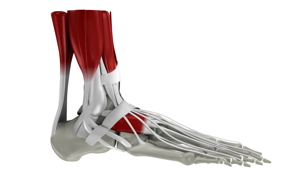 Rekonstrukcje ścięgien mięśni strzałkowych